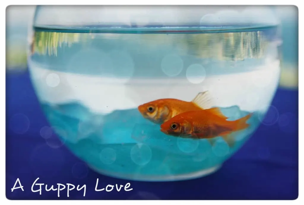 Real love, and goldfish