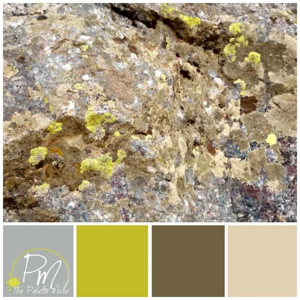 Lichen Palette with browns and mossy green