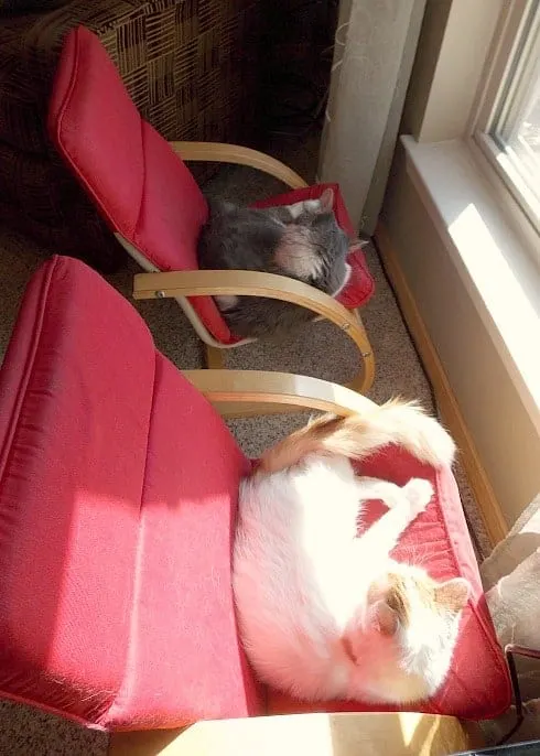 Happy cats sunning in the window.