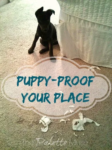 Puppy Proof Your Place, quick and easy tips to save your sanity and your carpet! ThePaletteMuse.com