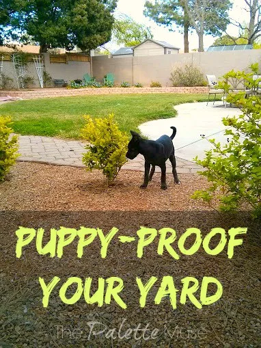 Puppy Proof Your Yard: Keep your new puppy safe from harm while exploring the great outdoors. ThePaletteMuse.com