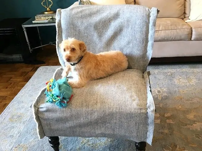 Dog sitting on unfinished chair