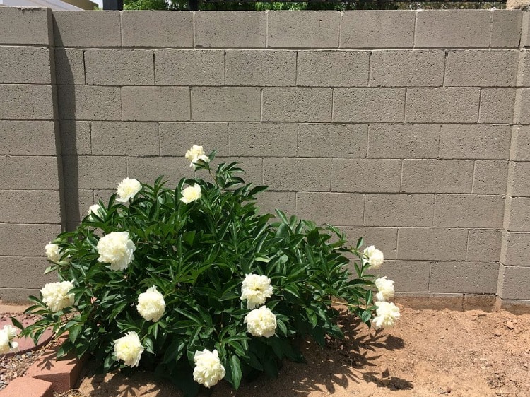 Brick Wall and Patio Painting Stencils