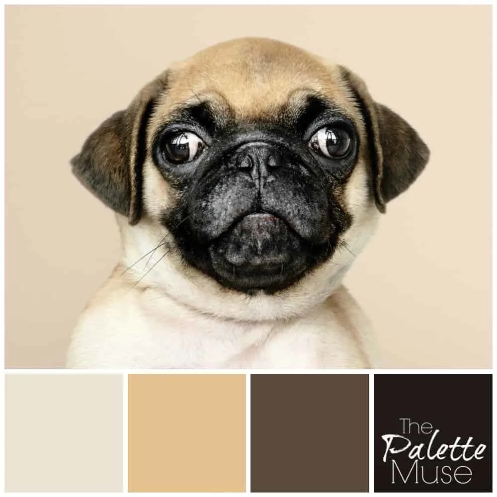 A sweet pug face lends its fawn and brown colors to this neutral palette. #colorpalette #colorinspo #thepalettemuse