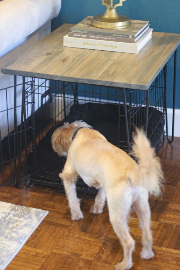 Our dog sniffing at his new crate table cover