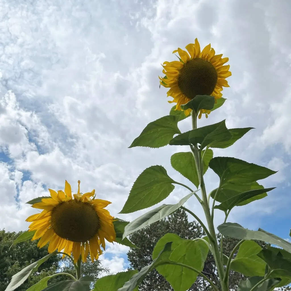 Sunflowers blooming against a cloudy blue sky